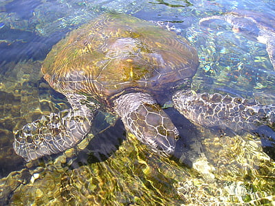 brown and gray turtle on body of water thumbnail