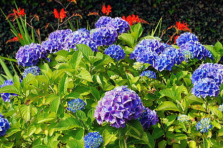 blue-and-purple flowers in stem thumbnail