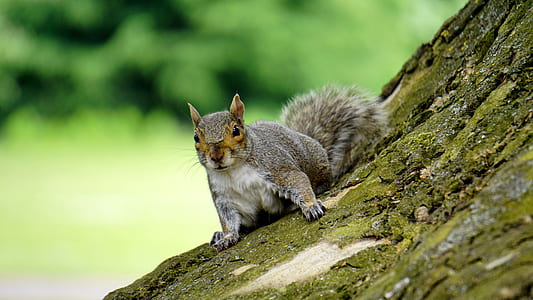 squirrel on tree shallow focus photography thumbnail