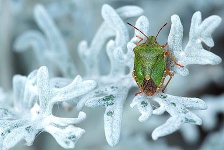 close up photography of green stink bug on leaf covered by snow thumbnail