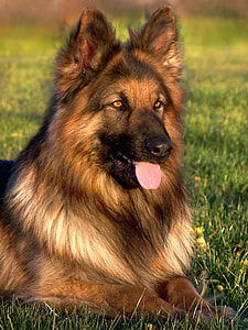 close up photo of brown medium-coated dog on green grass thumbnail