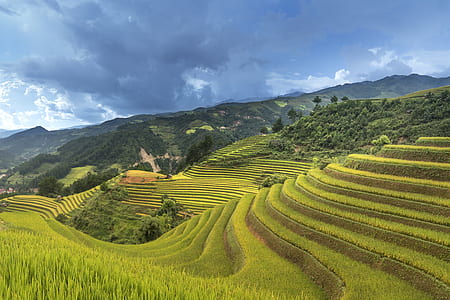 green rice terraces thumbnail