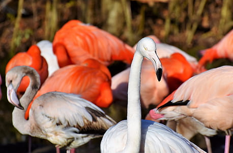 flock of flamingo thumbnail