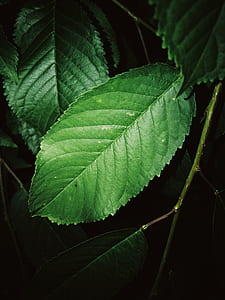 green leaf in macro photography thumbnail
