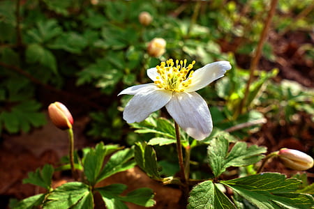 selective focus photography of white petaled flower thumbnail