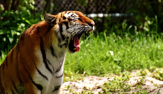 selective focus photo of tiger yawn thumbnail