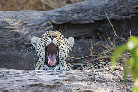 leopard lying on ground during daytime thumbnail