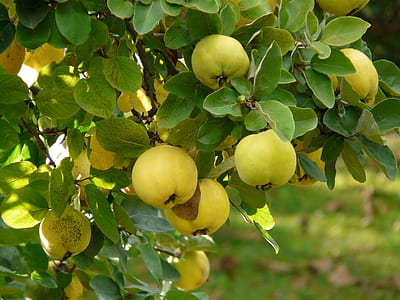 yellow fruit-bearing tree thumbnail