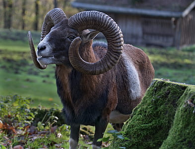 brown and gray ram standing near trees thumbnail