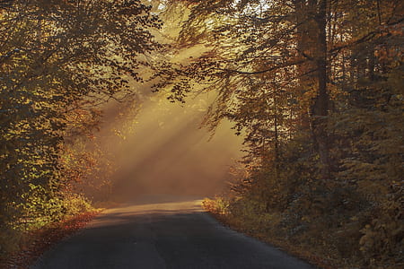 road with sunrays and forest thumbnail