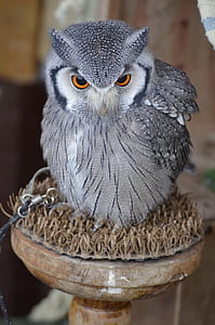 selective focus photography of gray bird thumbnail