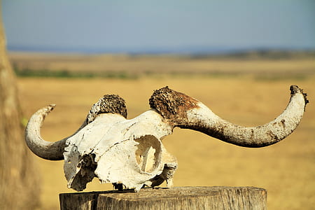 white animal skull thumbnail