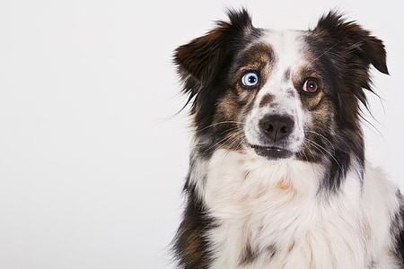 photo of merle Australian shepherd thumbnail