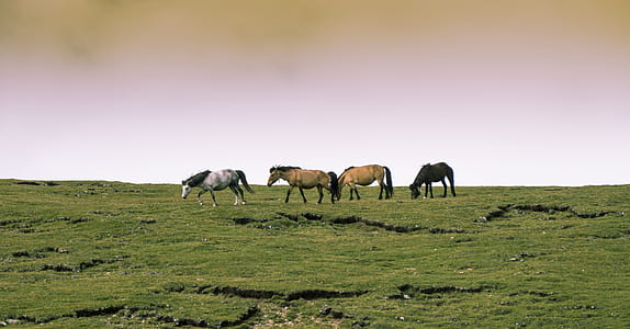 four horses standing on green grass thumbnail