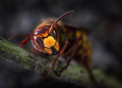 closeup photo of yellow and brown wasp perched on gray branch thumbnail