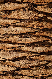 detail, tree, wood, background, texture, plant thumbnail