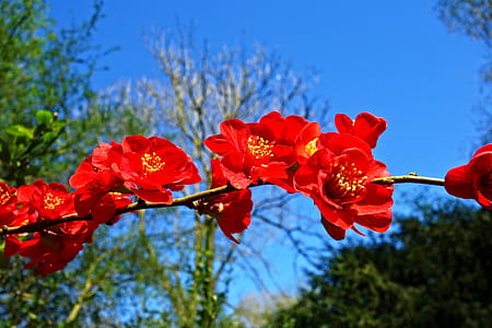 selective focus photography of red petaled flower thumbnail