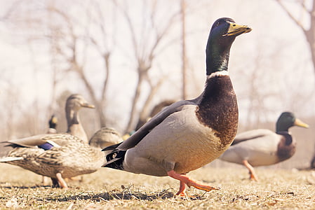 flock, mallard, ducks, birds thumbnail