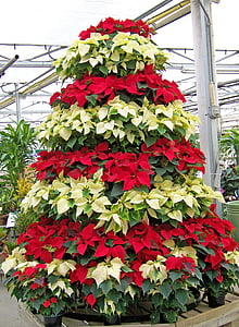 red, white, and green leafed plants thumbnail