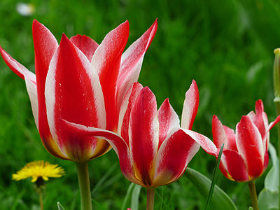 red flowers in shallow-focus shot thumbnail