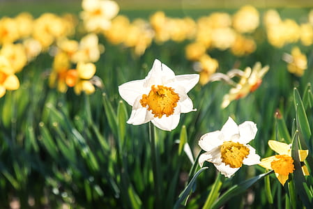 white petaled flowers blooming at daytime thumbnail