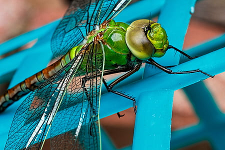 close-up photography of green dragonfly thumbnail