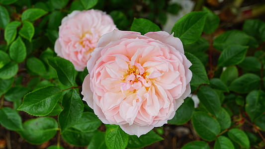 nature, flowers, garden, petals thumbnail