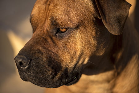brown American pit bull terrier close-up photo thumbnail