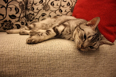 tabby cat lying on brown fabric sofa thumbnail