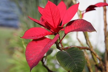 red leafed plant selective-focus photography thumbnail