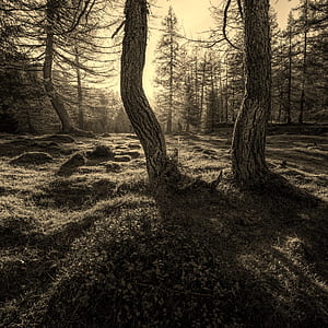 forest sepia photography thumbnail