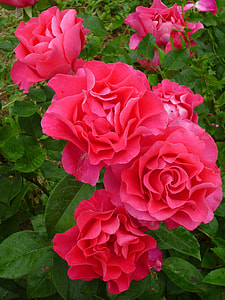 pink roses closeup photography at daytime thumbnail