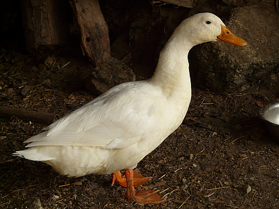 white duck standing in front of grey stone thumbnail