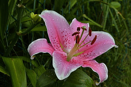 close-up photography of pink stargazer lily thumbnail