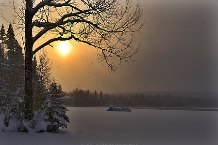 pine trees covered with snow thumbnail