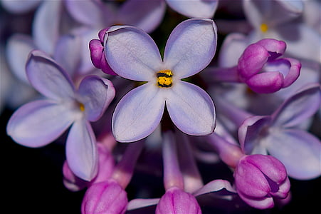purple petaled flowers thumbnail