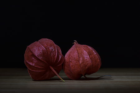 plant, leaf, ornamental plant, chinese lanterns thumbnail