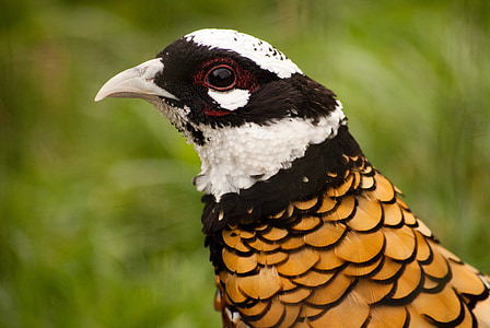 close up photography of white, brown, and yellow bird thumbnail