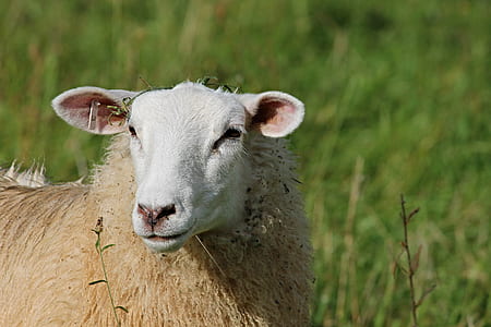 focused photo of brown sheep thumbnail