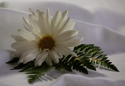 close-up photo of white daisy on white textile thumbnail