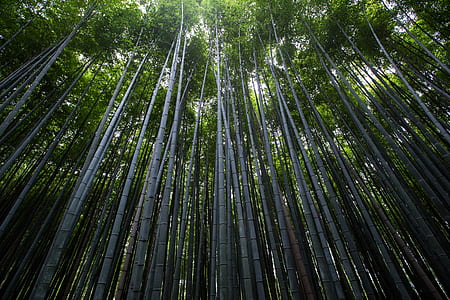 worms eye view of trees thumbnail