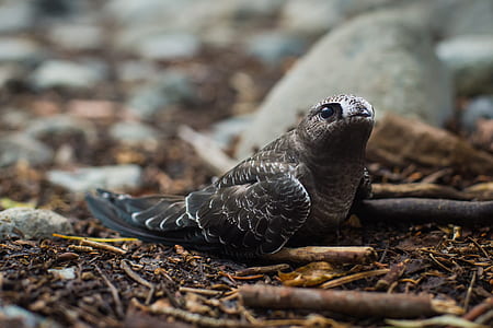 black and brown bird on ground during daytime thumbnail