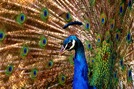 close-up photo of brown, blue, and green peafowl thumbnail