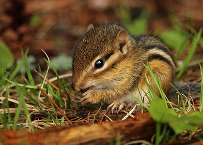 food, nature, eating, animal thumbnail
