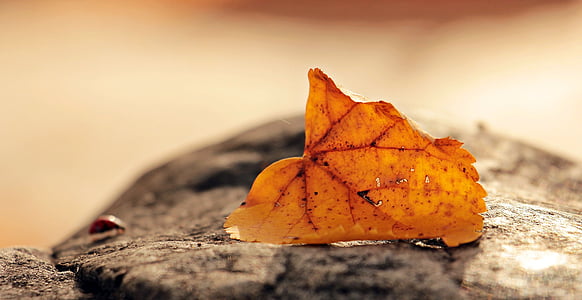 brown leaf on black wood stump during daytime thumbnail