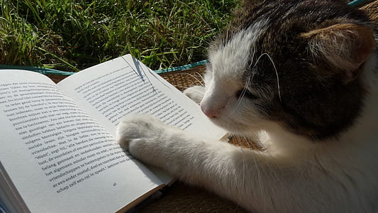 cat reading book thumbnail
