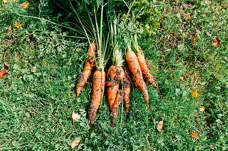 Homegrown carrots thumbnail
