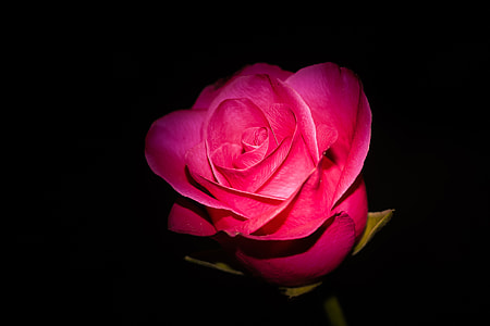 close up photo of red rose thumbnail