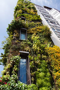 low angle photo of gray building covered with plant thumbnail
