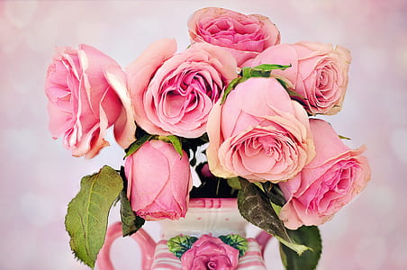 pink-and-white rose flower photography thumbnail